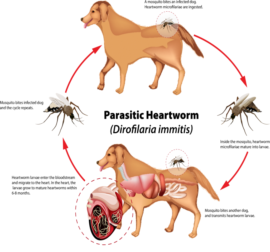 heartworm-infographic-1