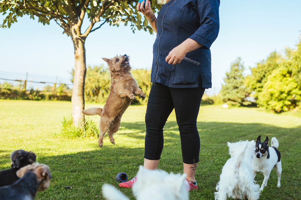 Pet Boarding Playtime