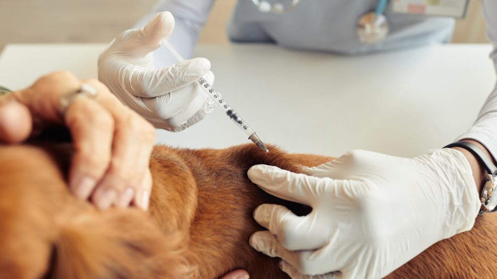 Vaccination for dogs