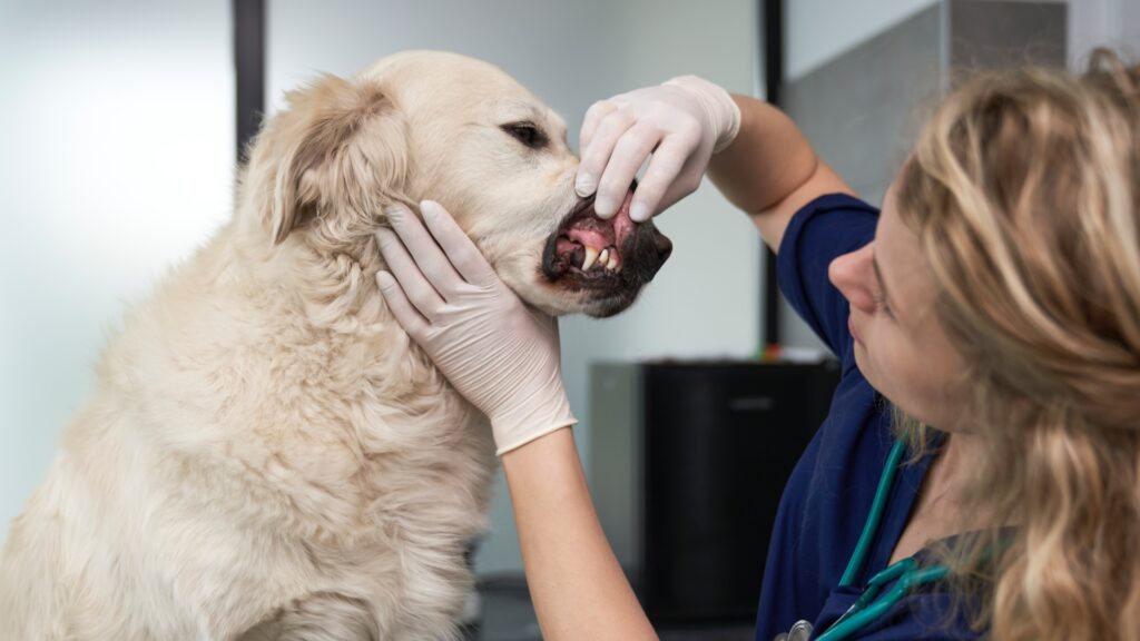 Dental Healthcare For Pets