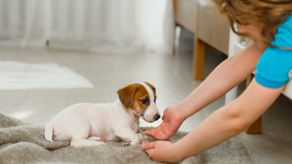 Young puppy shouldn't be in large groups of dogs