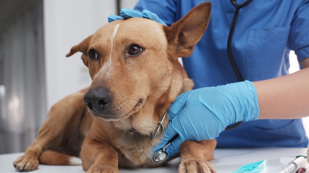 Heartworm prevention for dogs