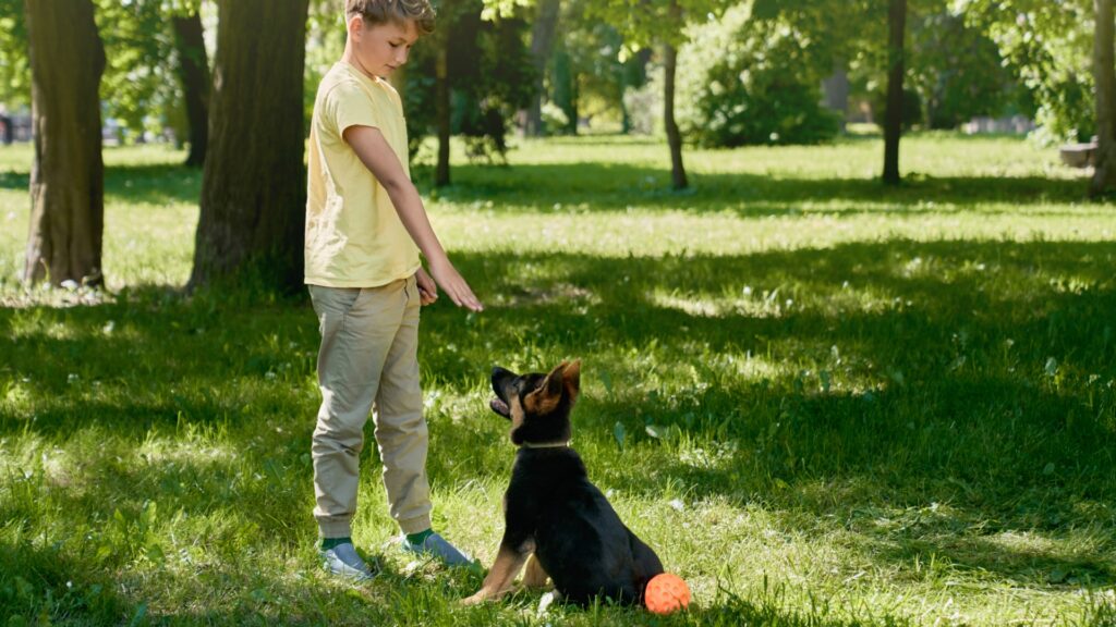 When to start puppy training