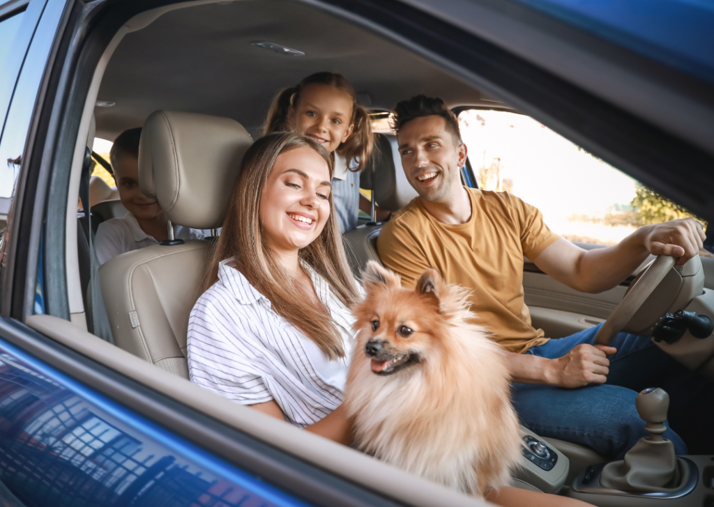 Dog In Car Travel