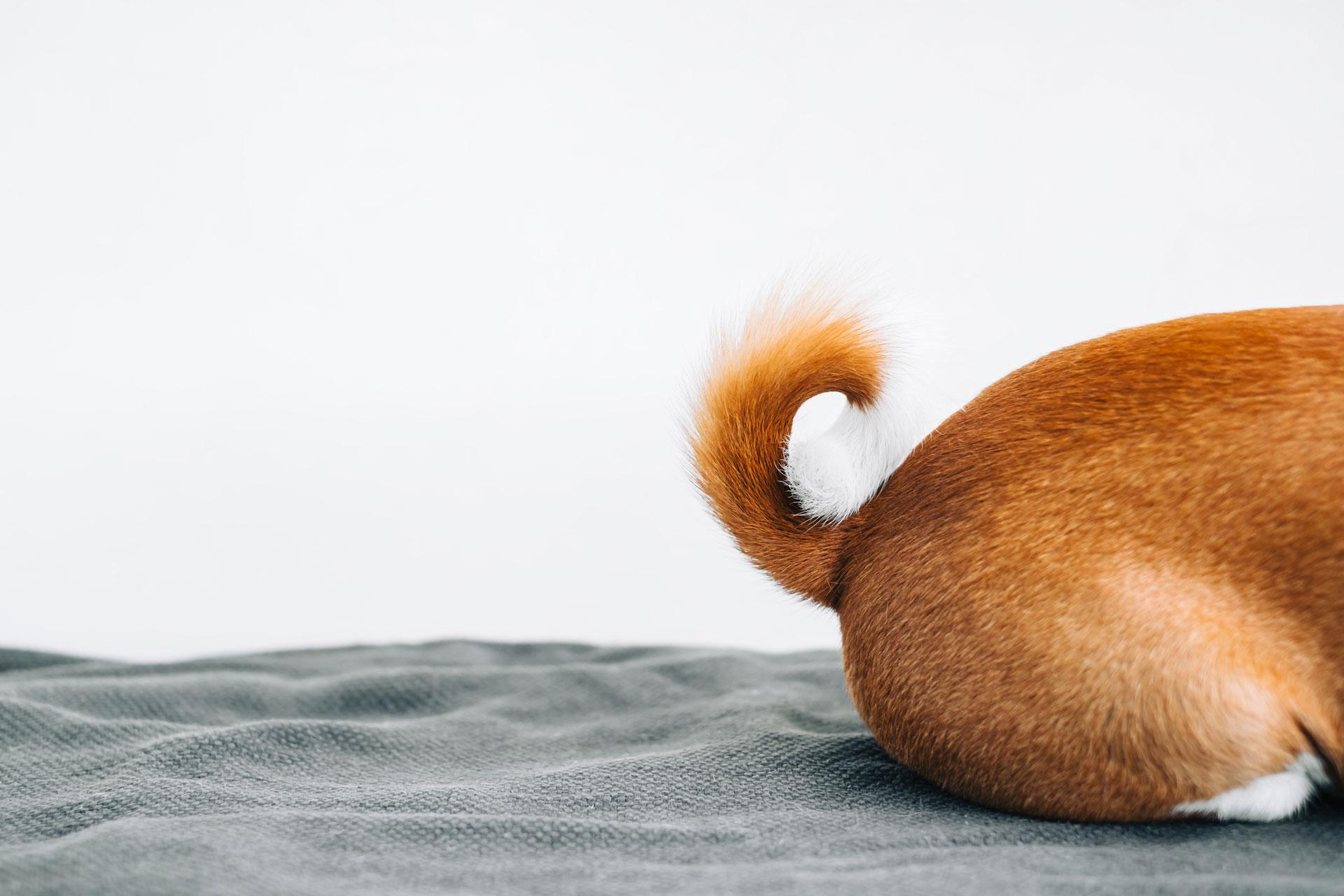 Anal Gland Expressions 