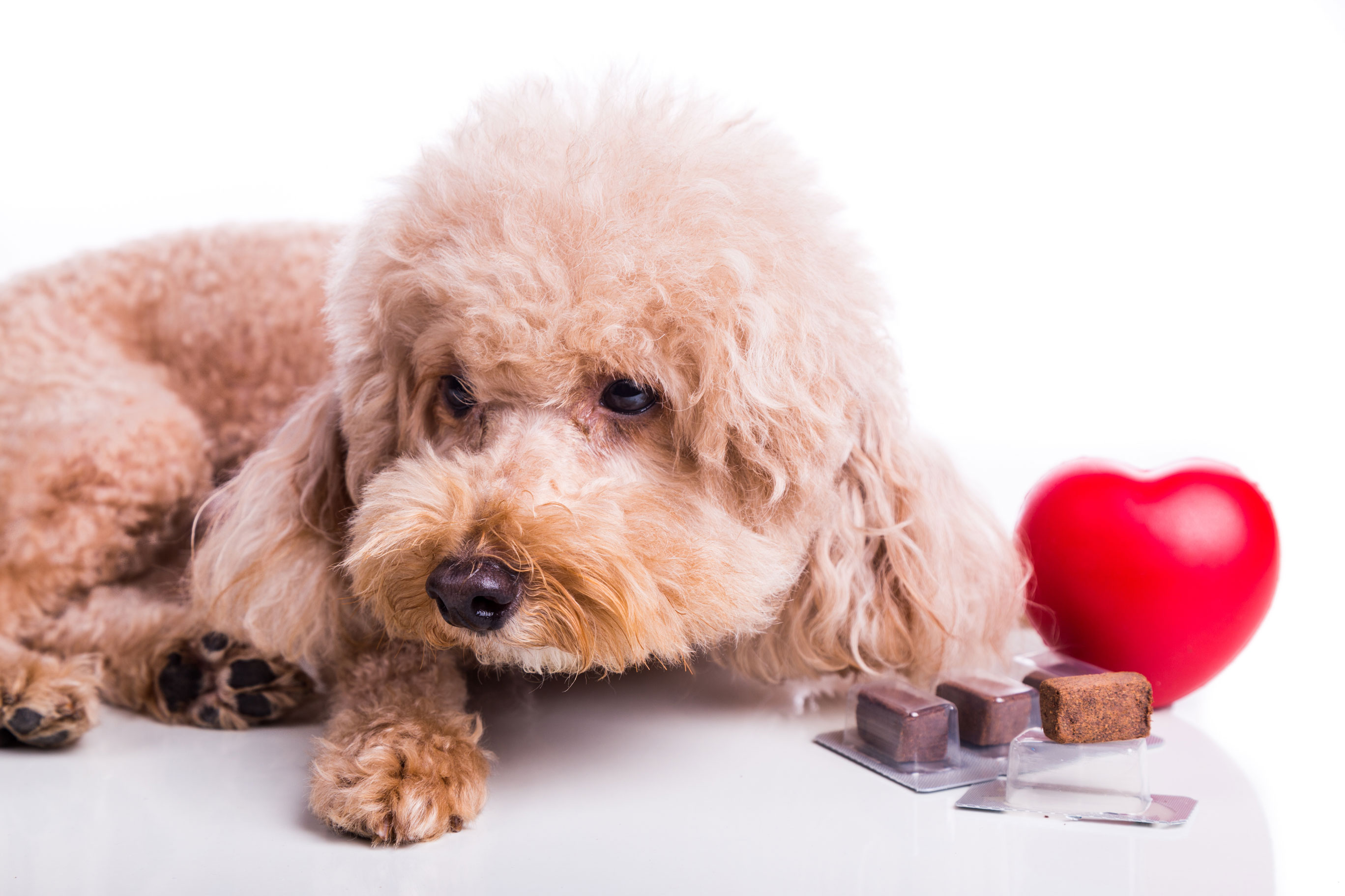 What is heartworm disease?