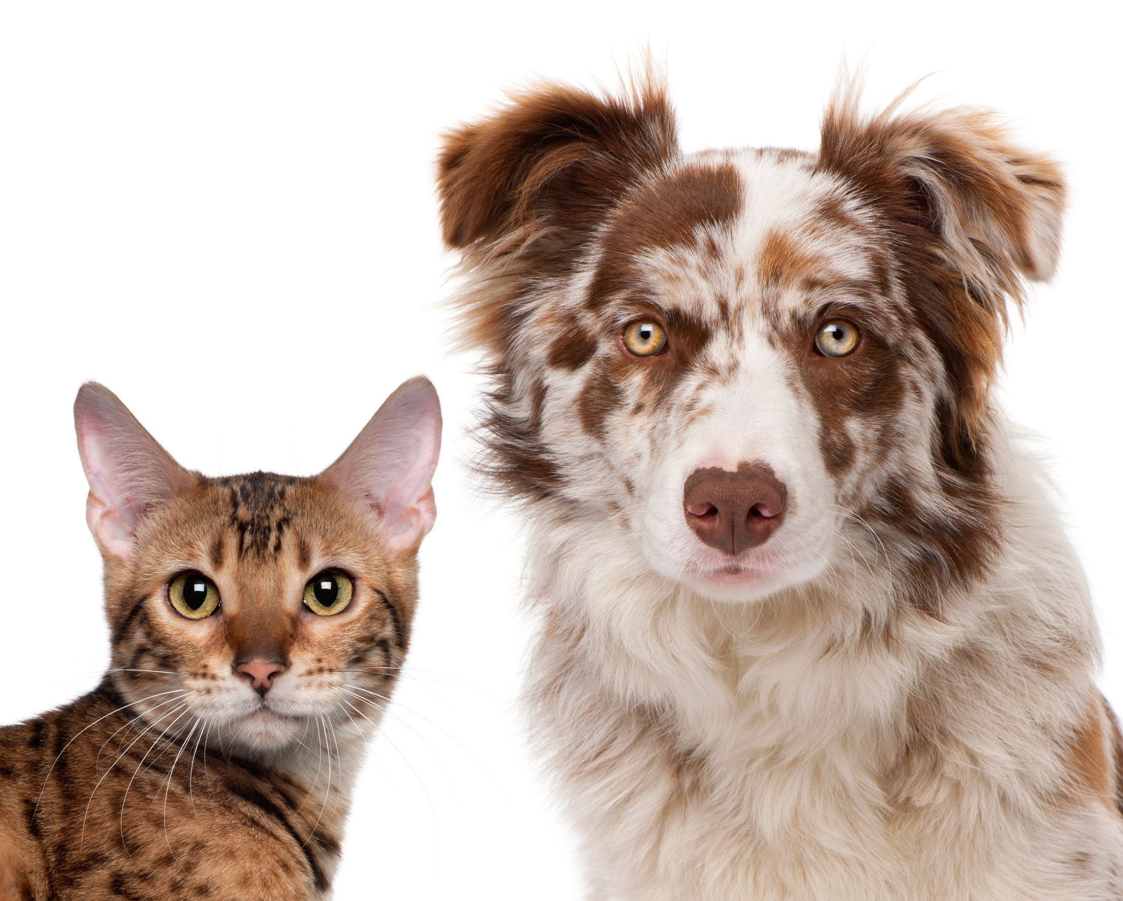 Spaying and Neutering