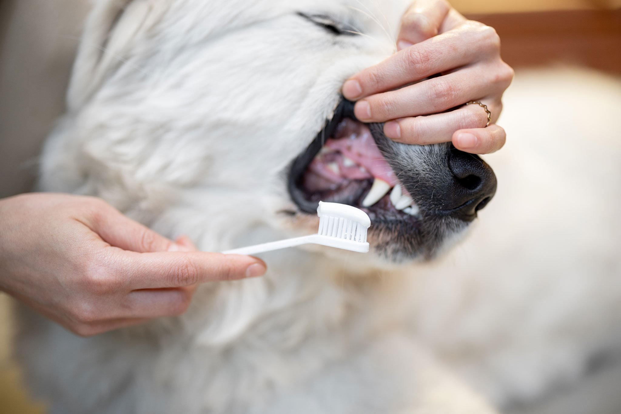 Shop Pet Dental Care Products