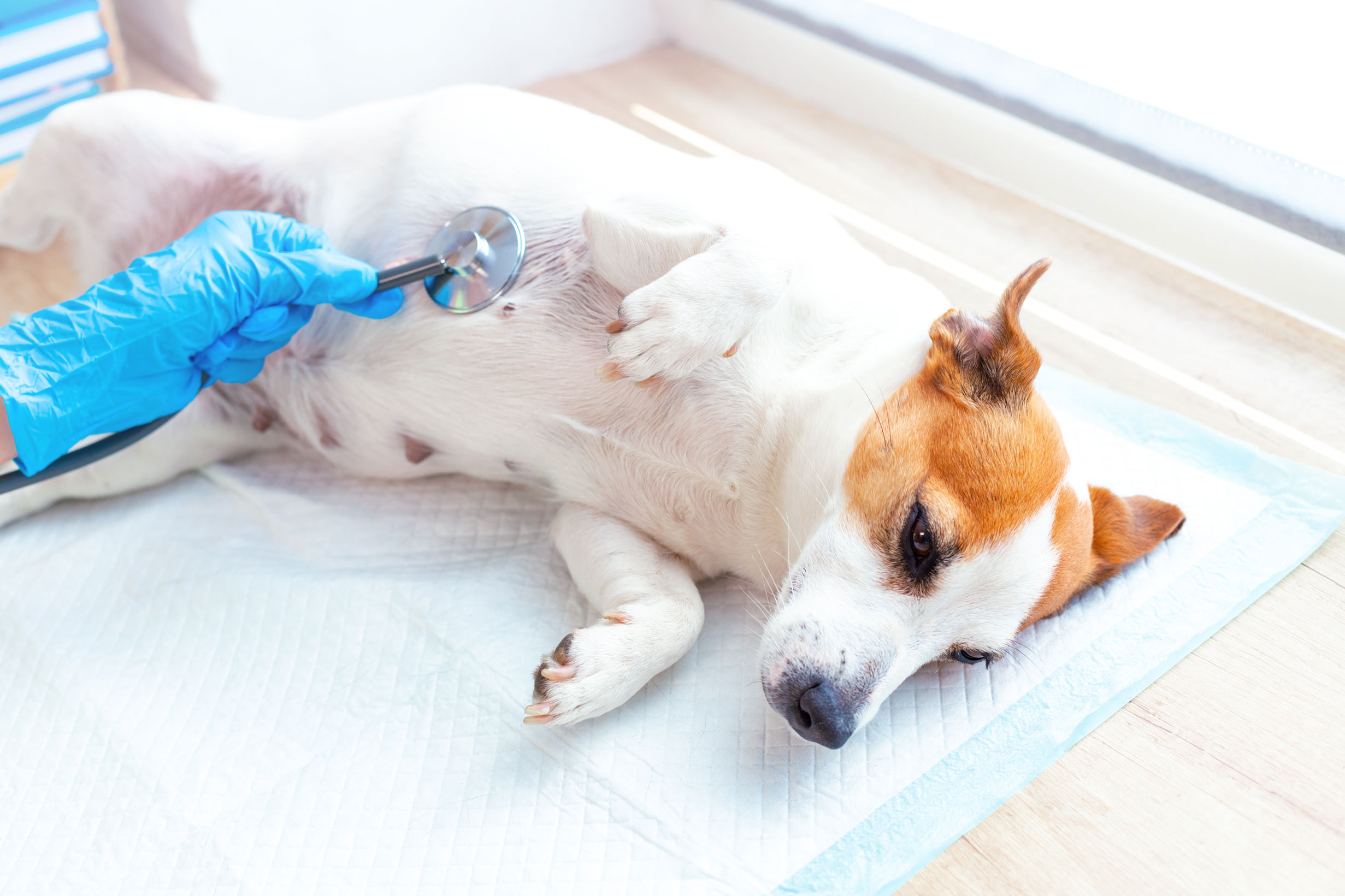 Uterine Infections