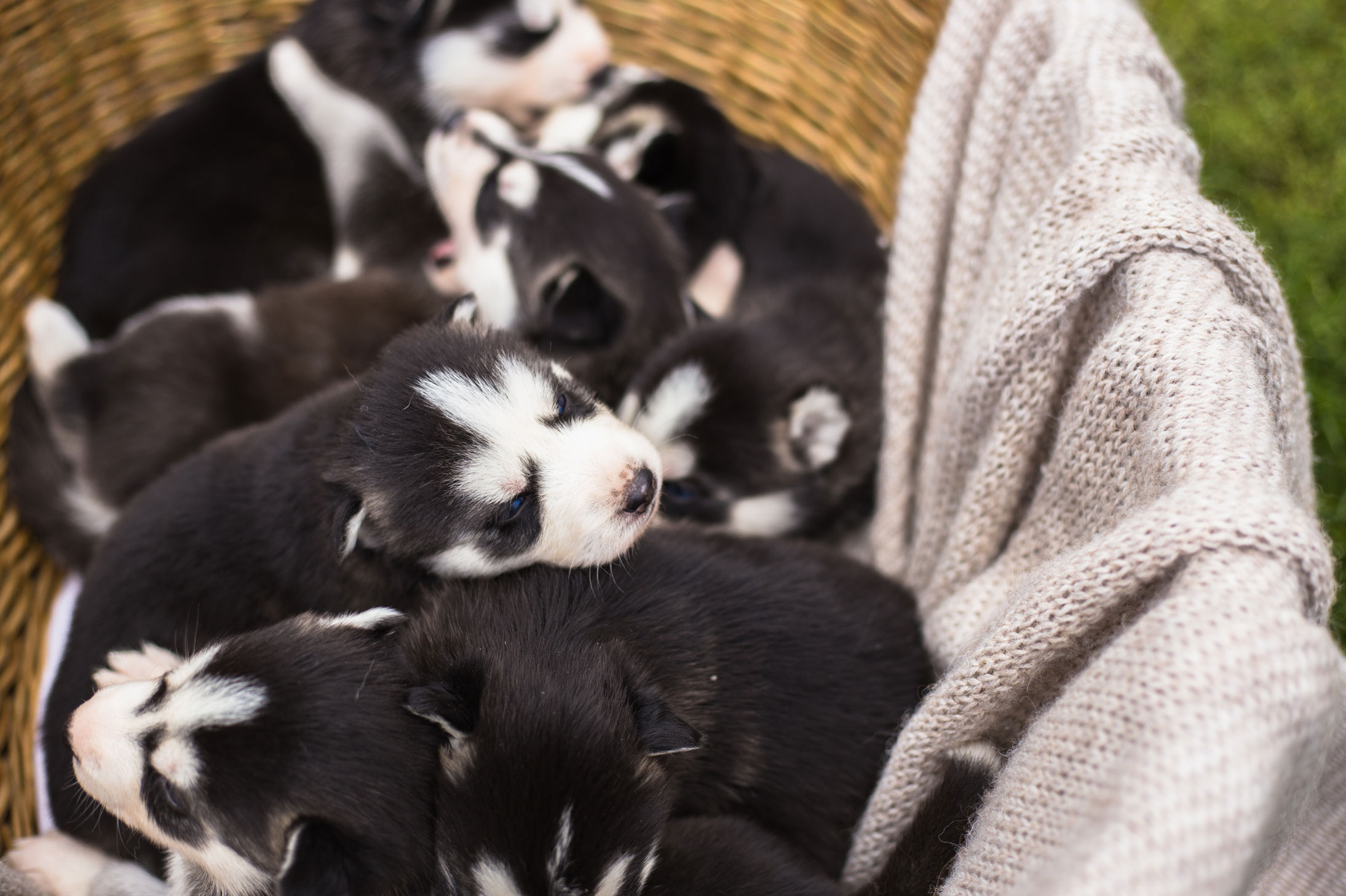 Pinnacle Veterinary Clinic provides Artificial Insemination