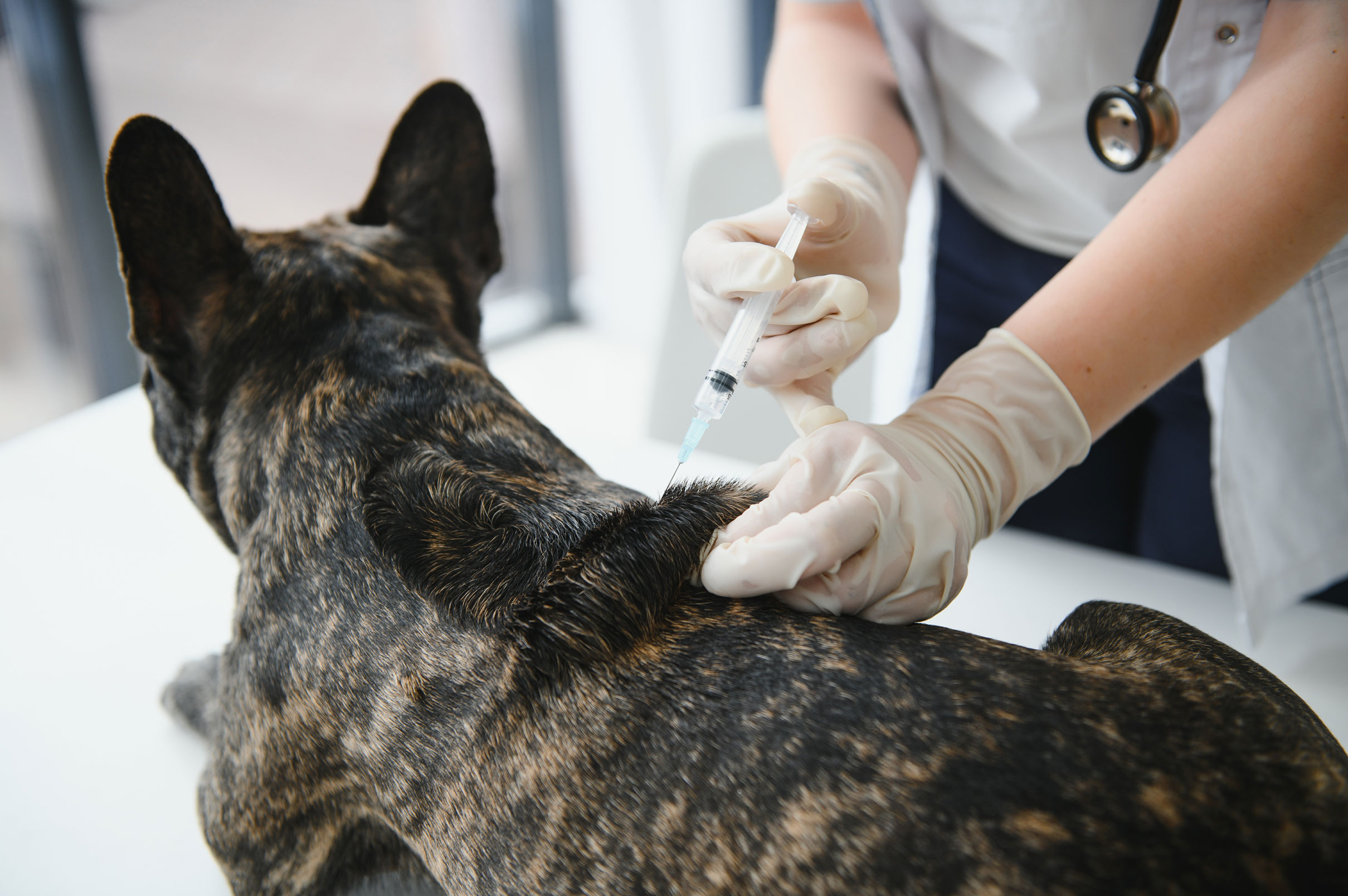 Rabies Vaccine