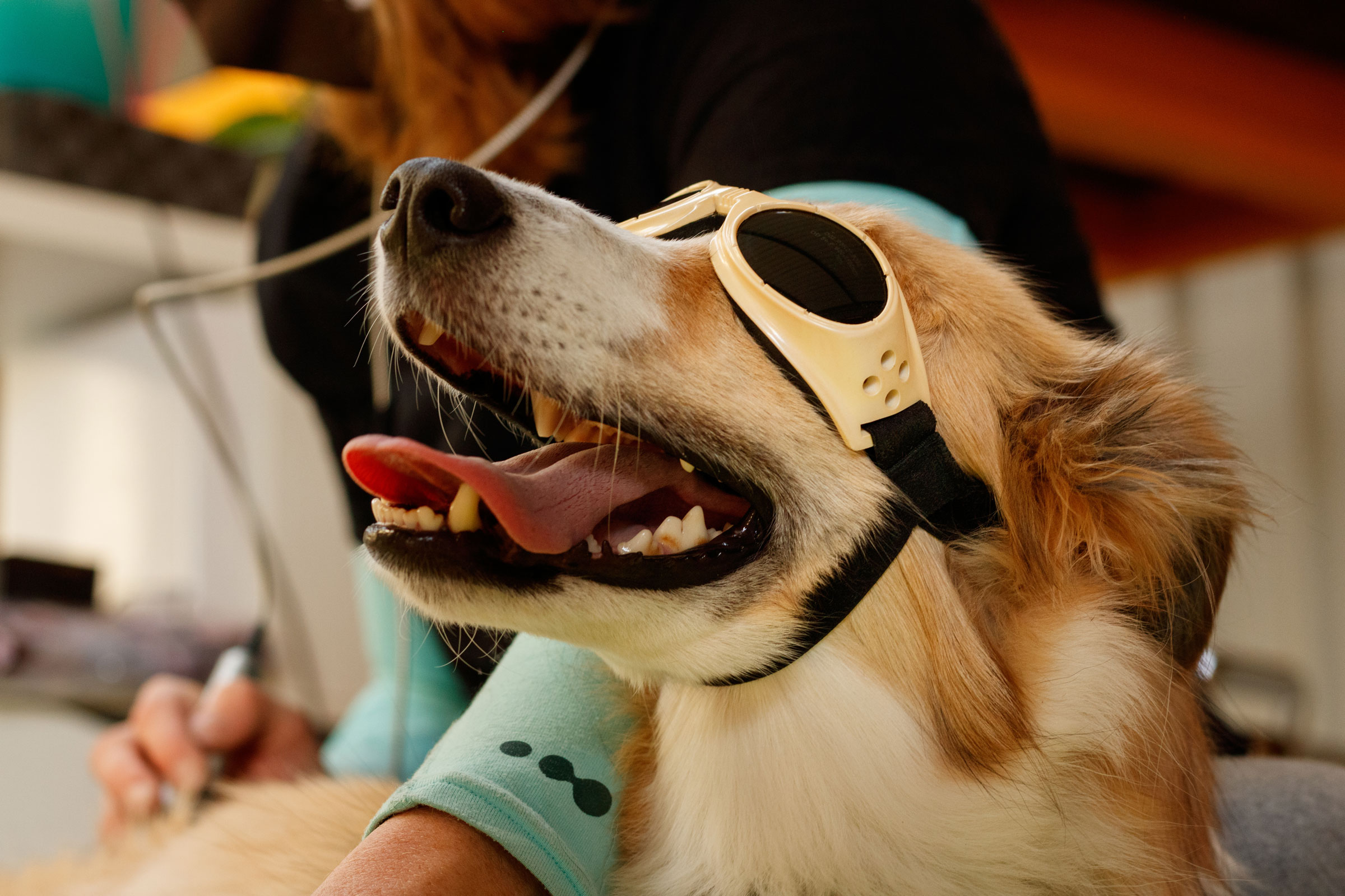 About Pet Laser Therapy