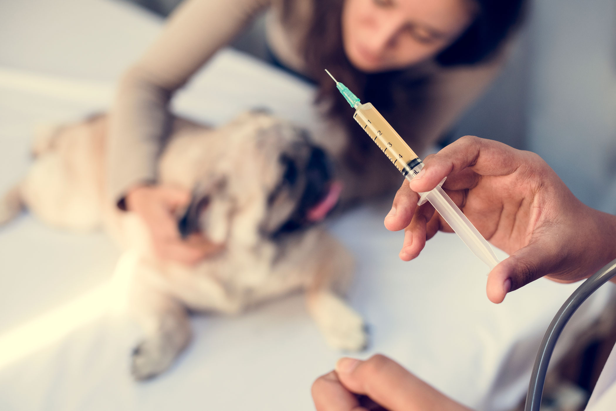 Pet Vaccination Schedule