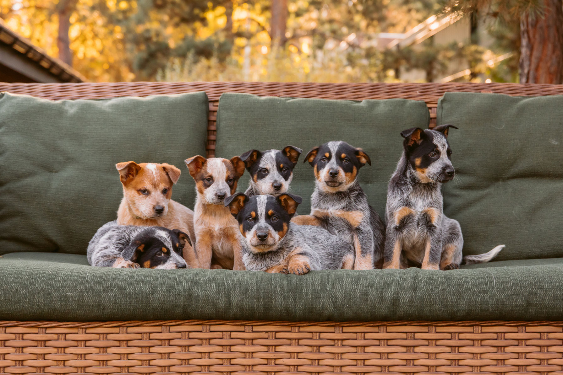 Pinnacle Veterinary Clinic offers Progesterone Testing