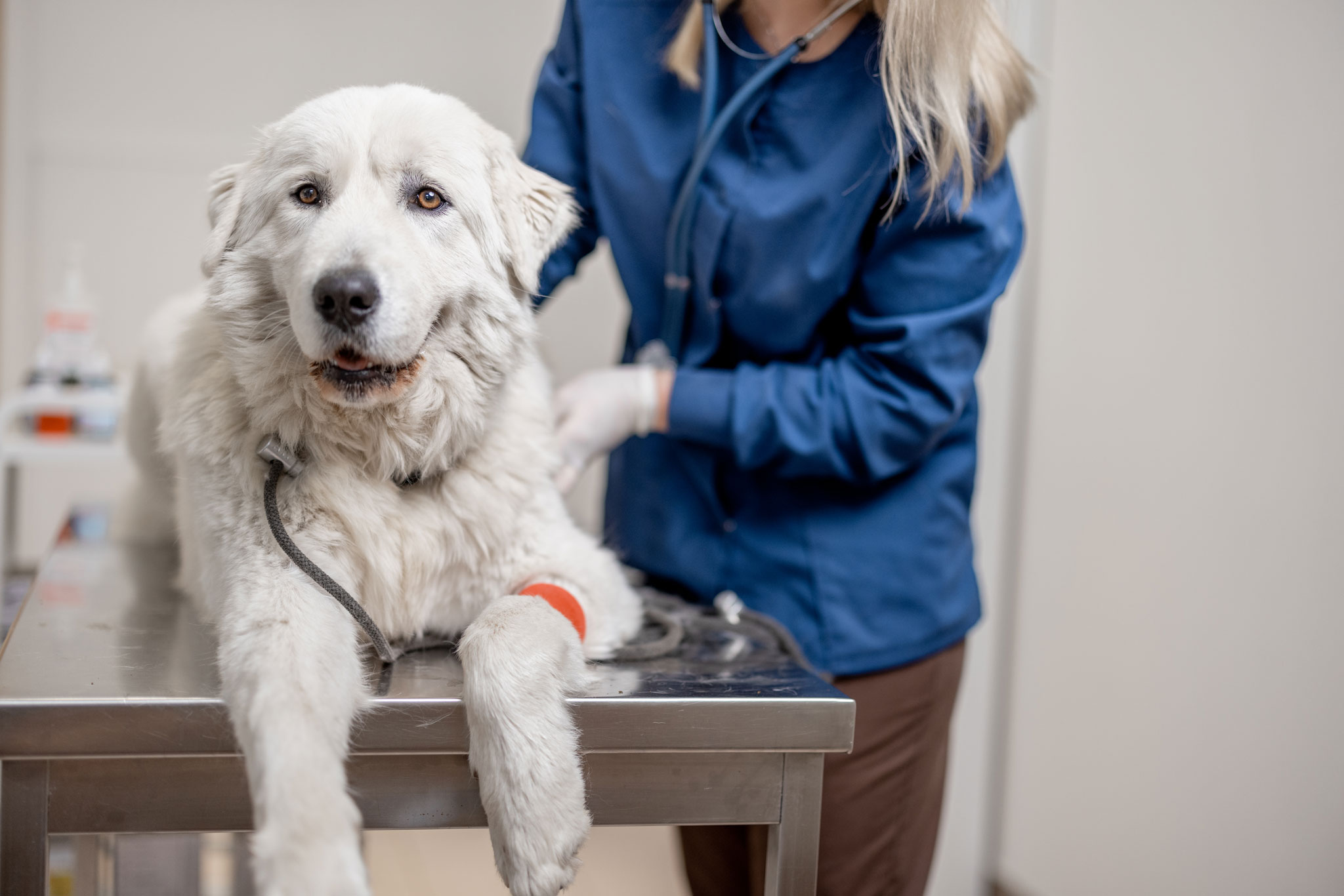 Pinnacle Vet Clinic Services