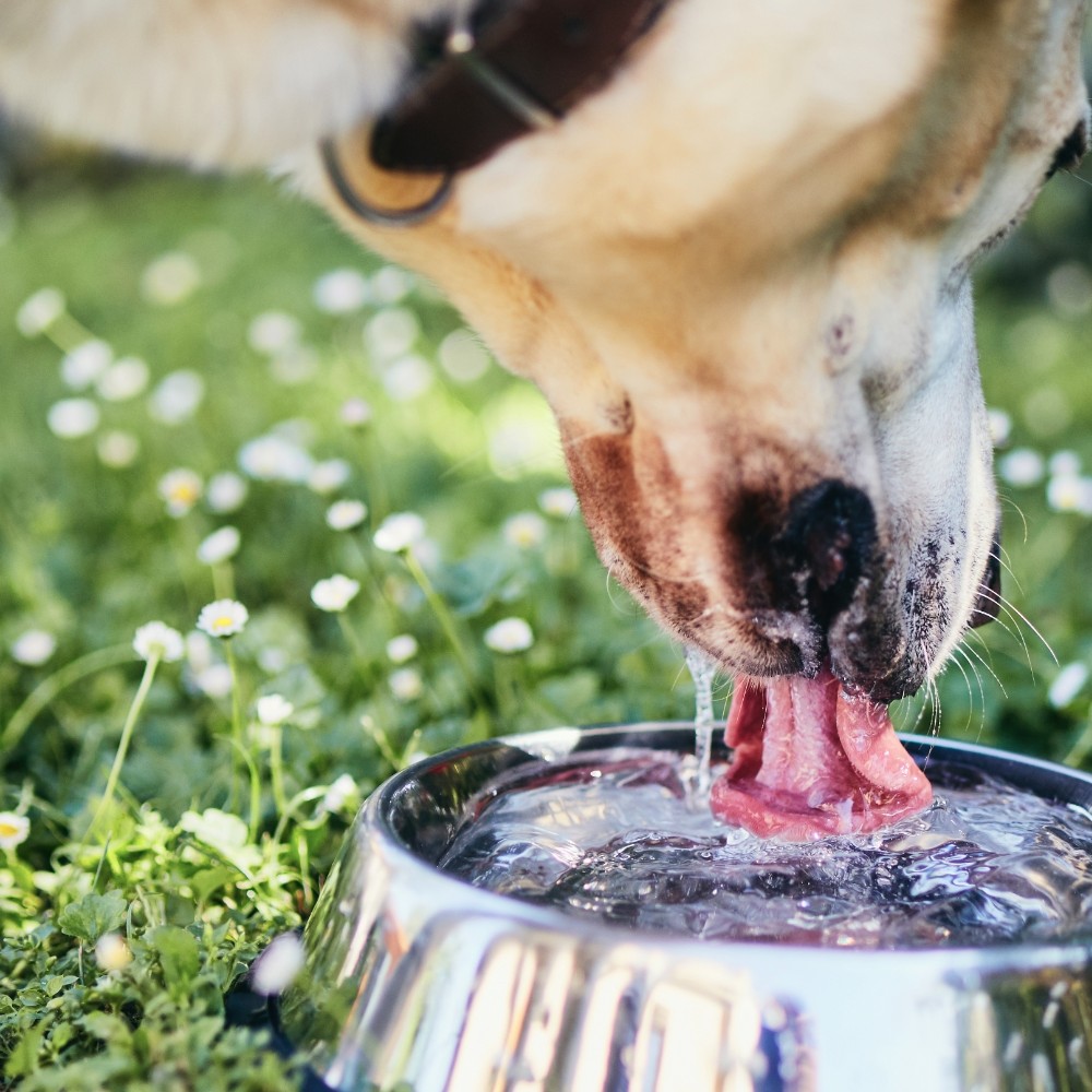 What Are the Risks of Extreme Heat to Pets?