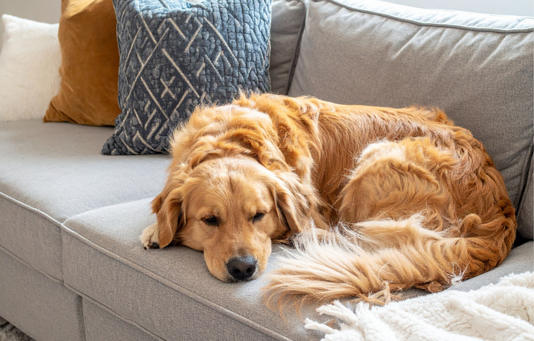 Everyday Items That Can Be Toxic to Pets (And Many Owners Don’t Realize It)