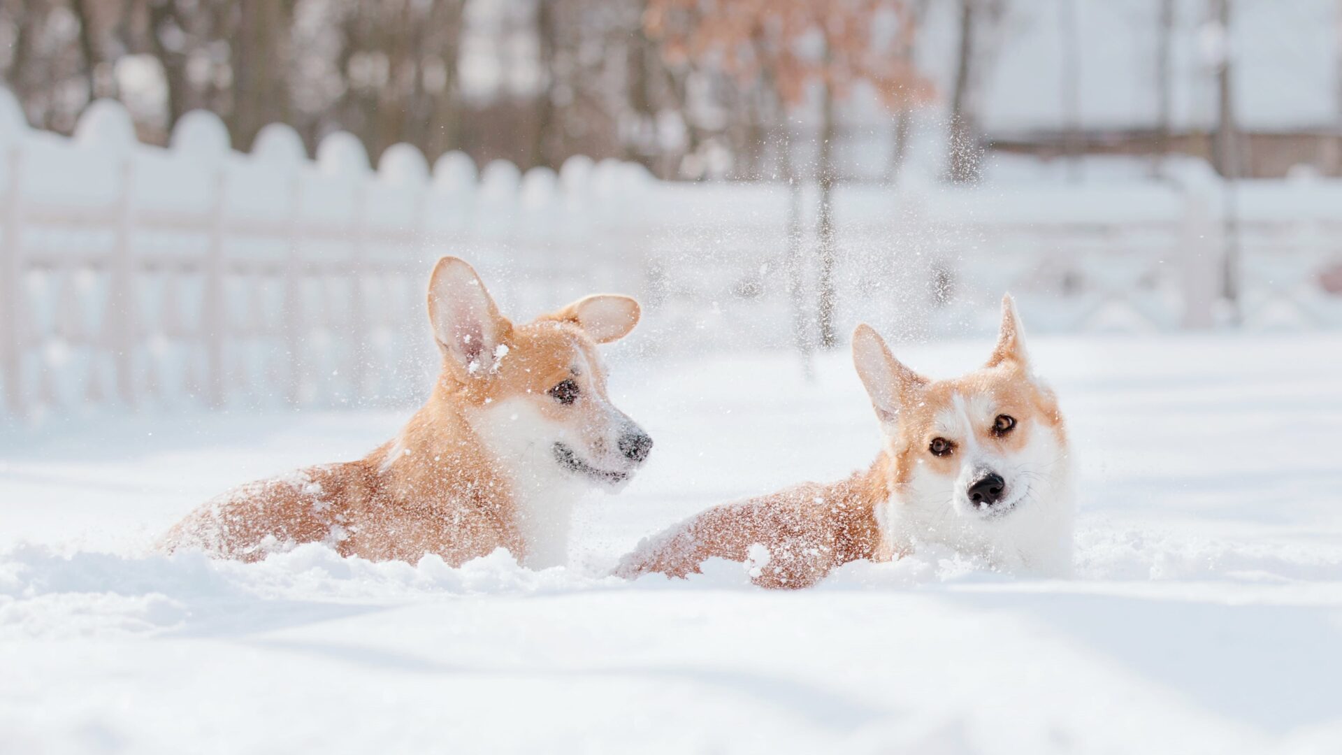 7 Winter Pet Care Tips for Outdoor Dogs and Other Animals