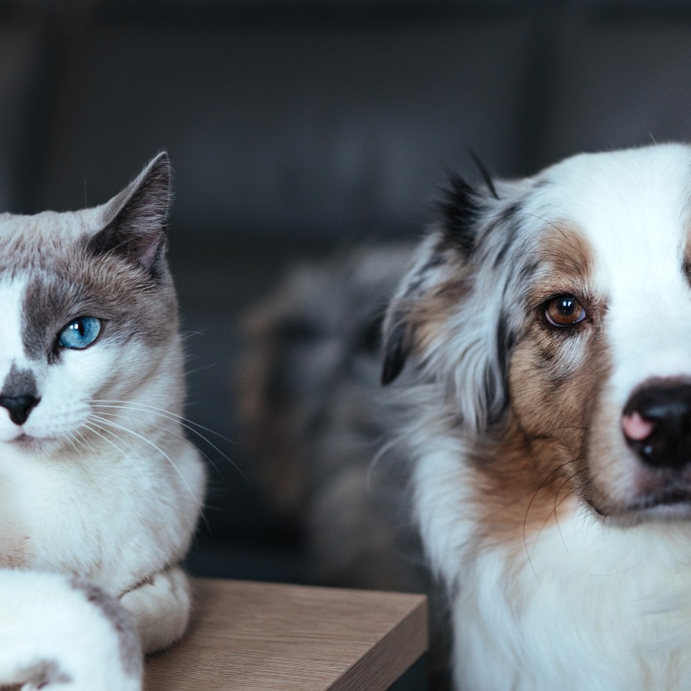 4 Reasons Why You Should Microchip Your Pet