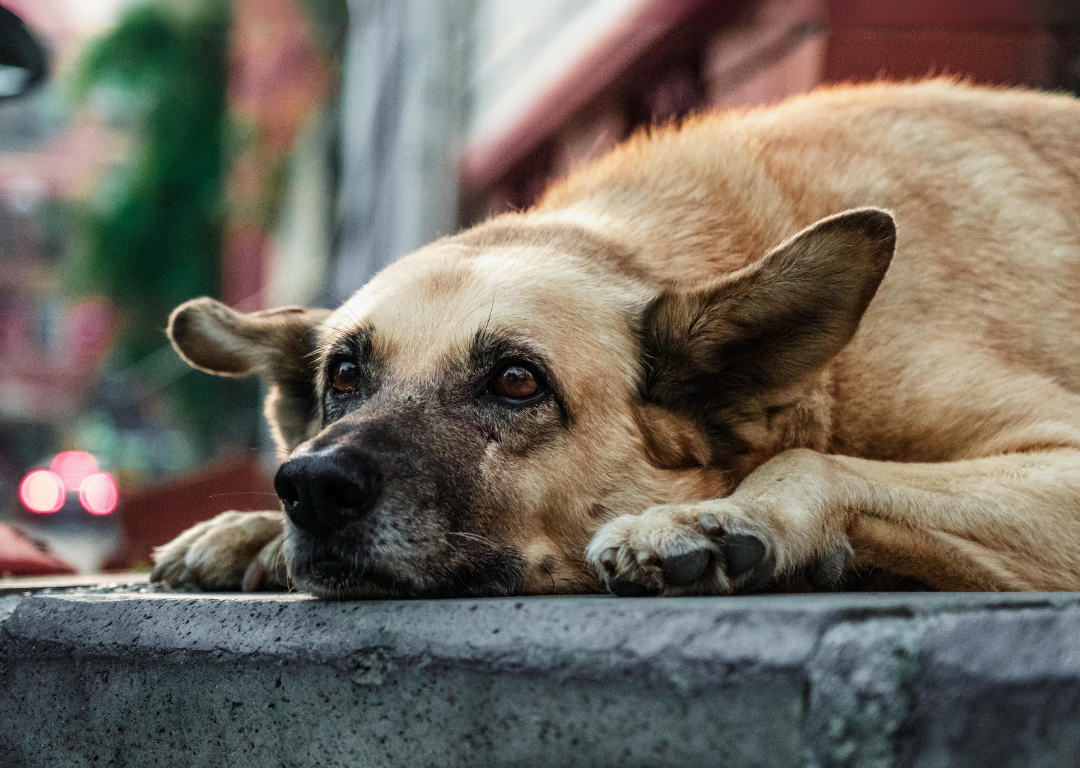 Is My Pet In Pain? Here's How to Know