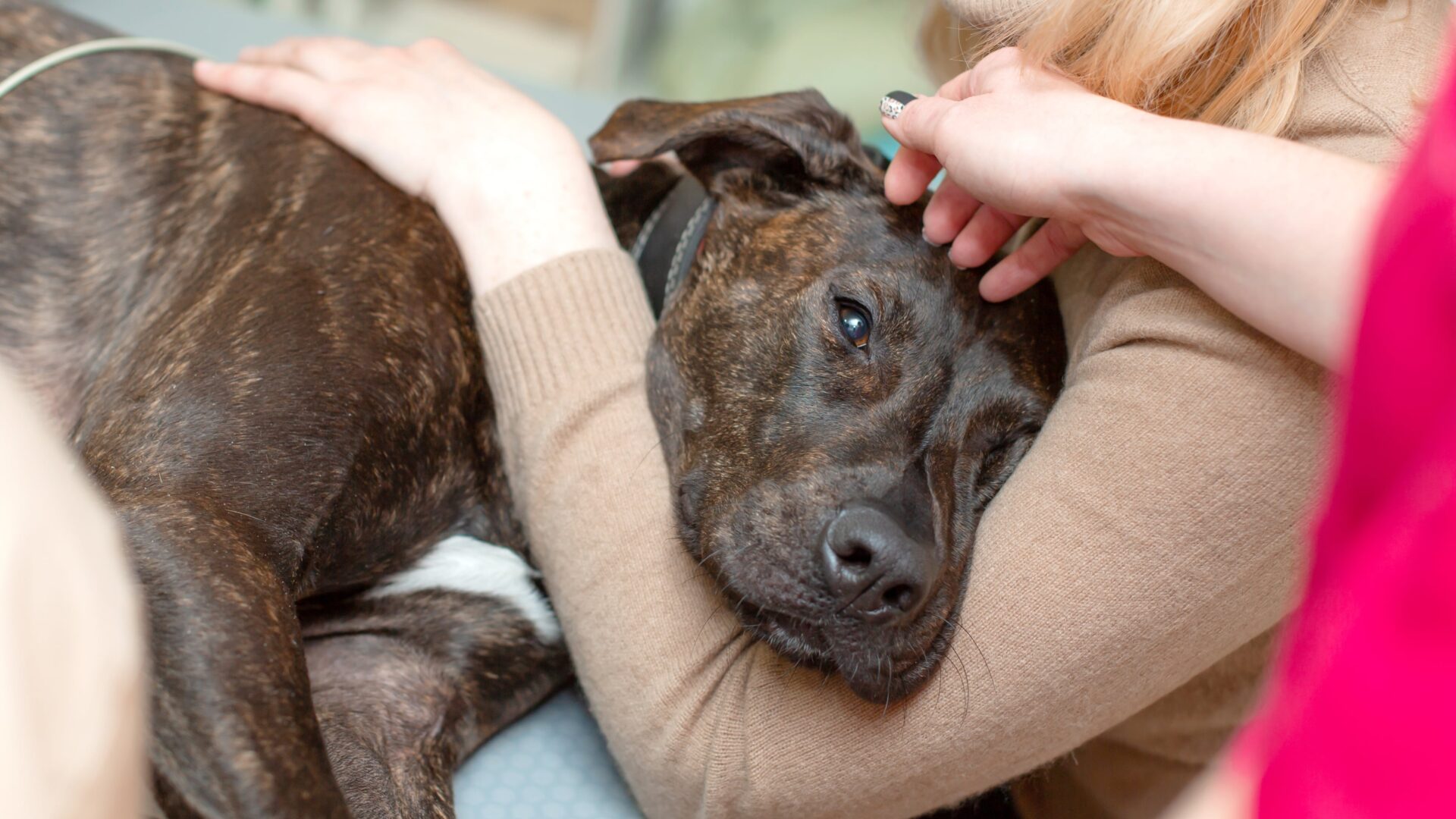 What is Liver Disease in Dogs? Causes, Symptoms, and More