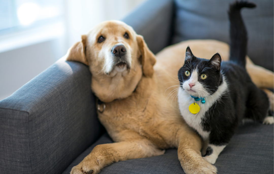 This One Health Issue Could Be Shortening Your Pet’s Life (Hint: It’s Their Teeth)