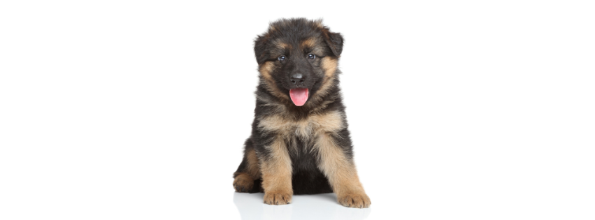 The Benefits of Choosing DPV and NEOPAR for 4-Week Puppy Vaccinations
