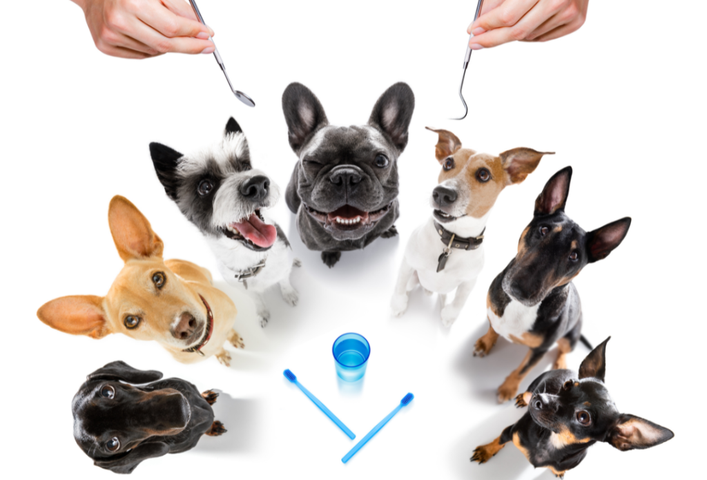 The Importance of Maintaining Good Dental Health for Dogs