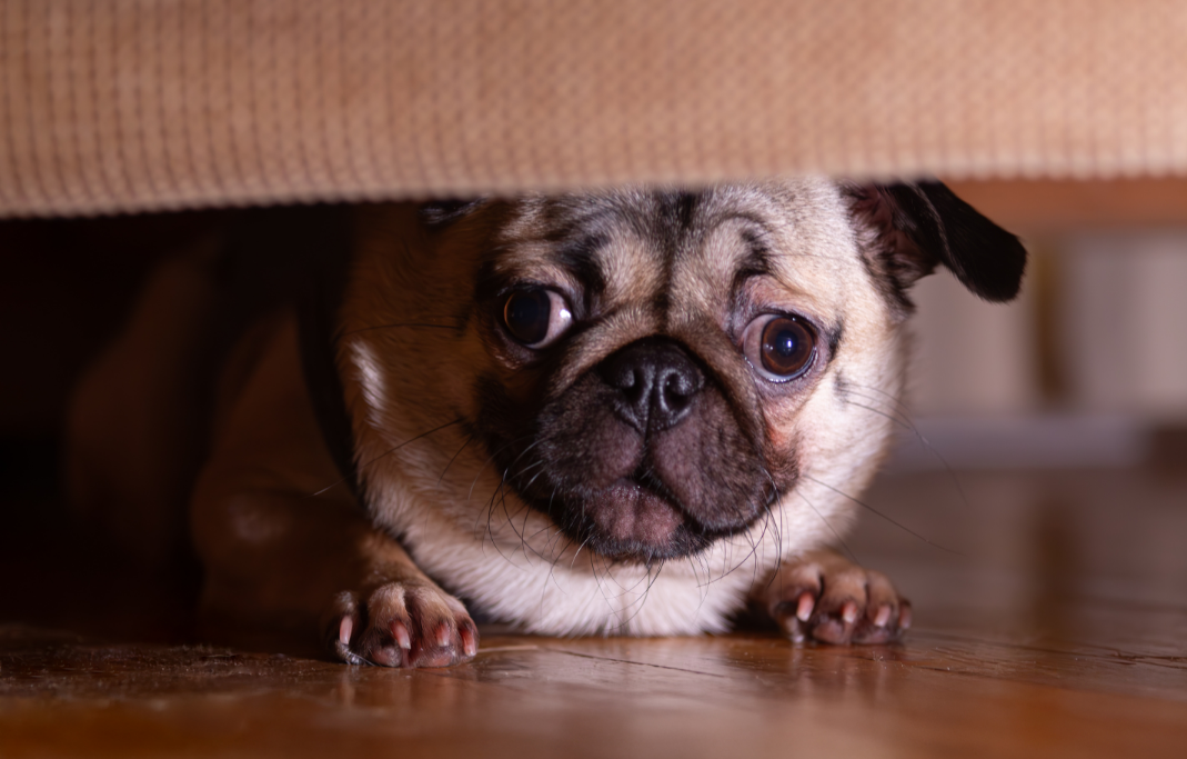 Fireworks, Fear, and Anxiety: How to Help Your Pet Feel Safe This Summer