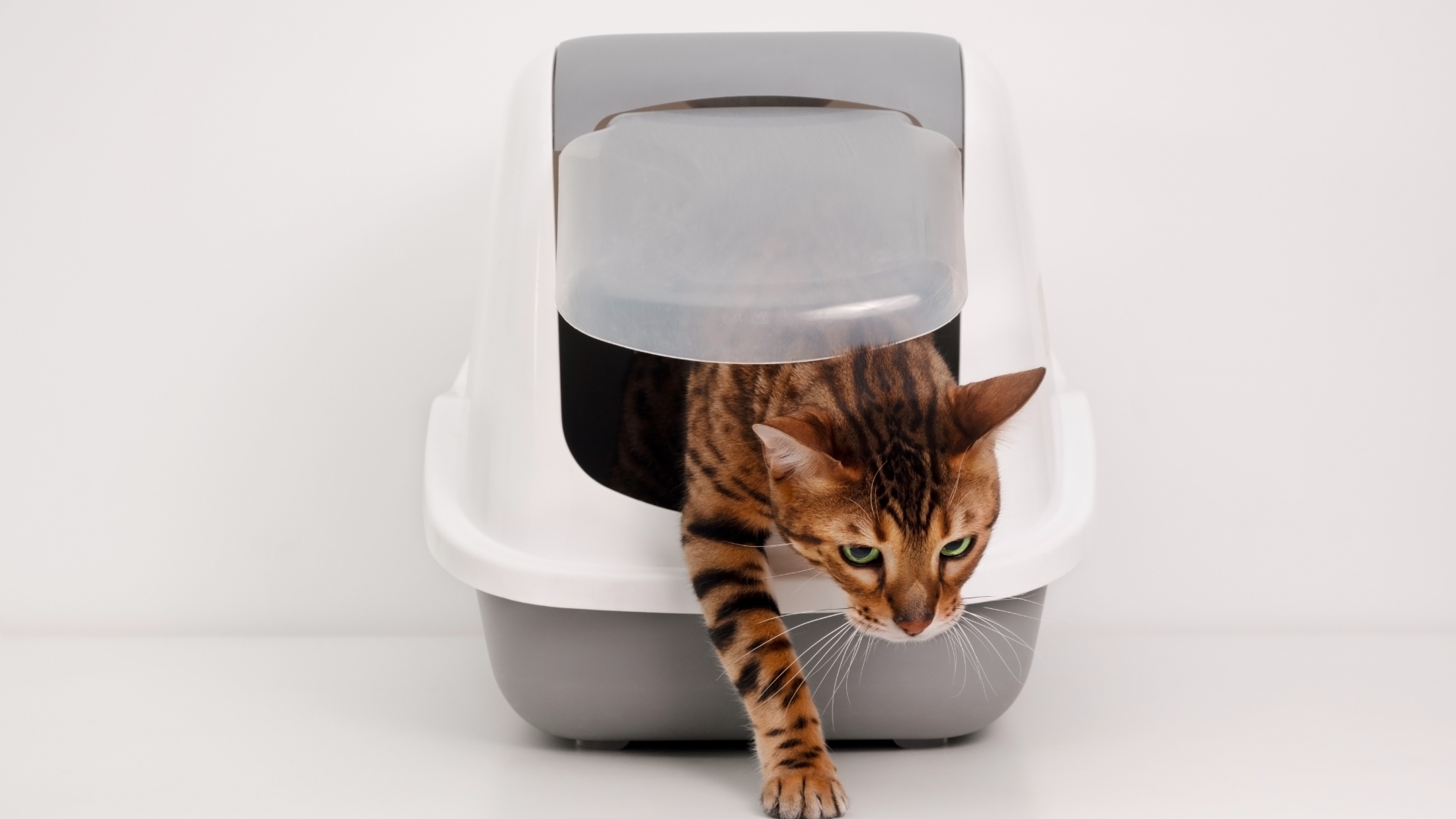 8 Signs Your Cat Has A Urinary Tract Infection