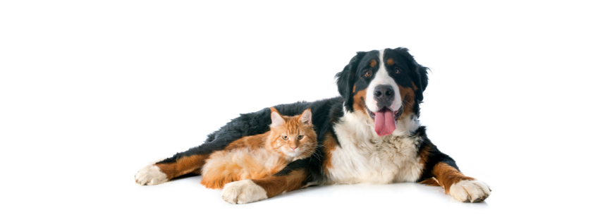 Pet Health Resolutions: The 2025 Veterinary Checklist Every Pet Owner Needs