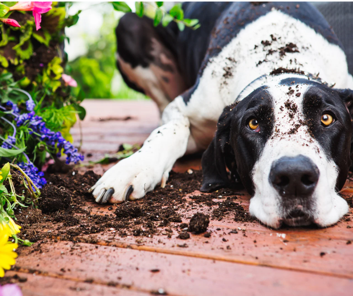 Springtime Safety:                                           Outdoor Poisons That Can Harm Your Pet