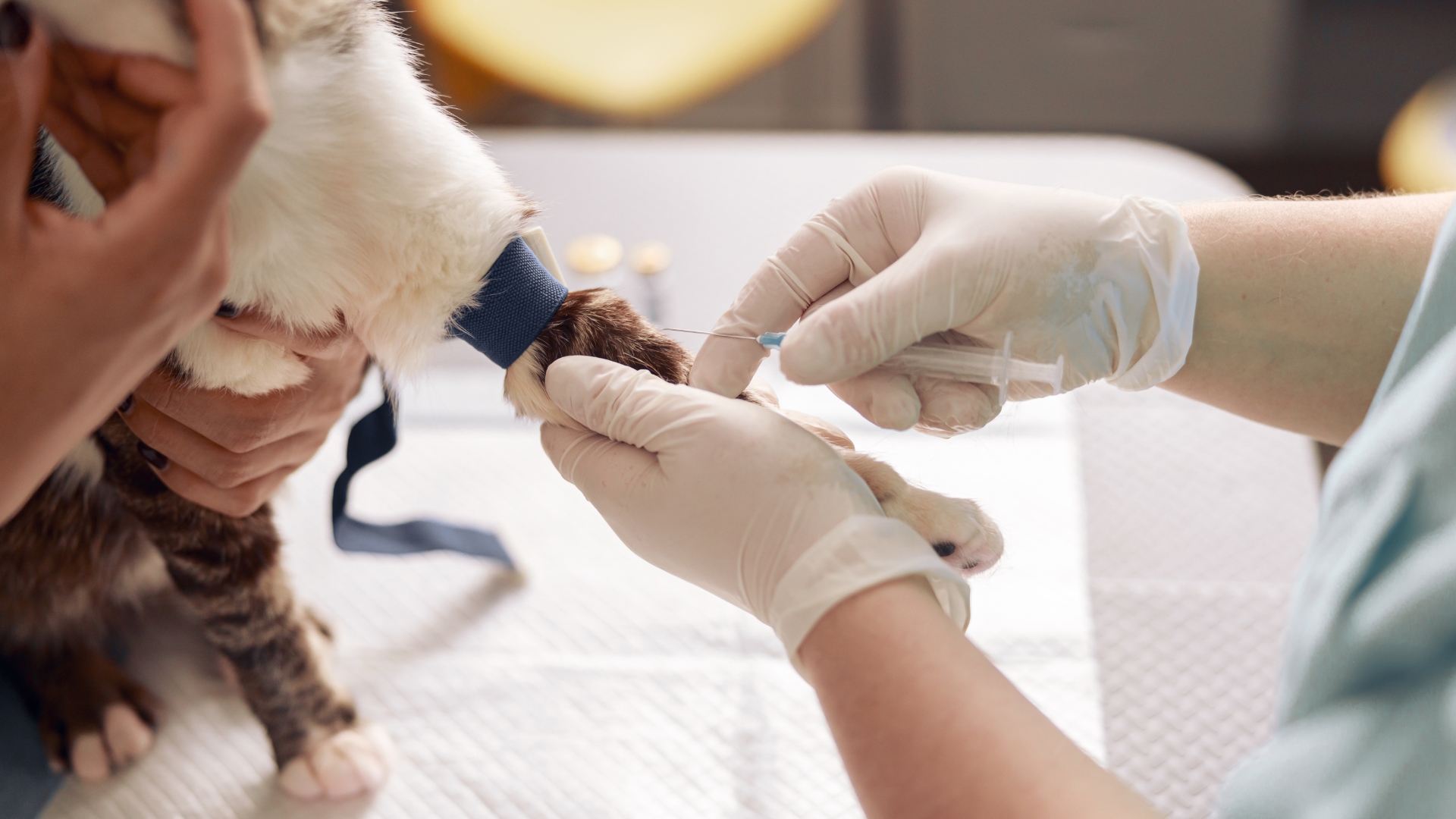 Why Should I Stay Up to Date on My Cat's Vaccinations?