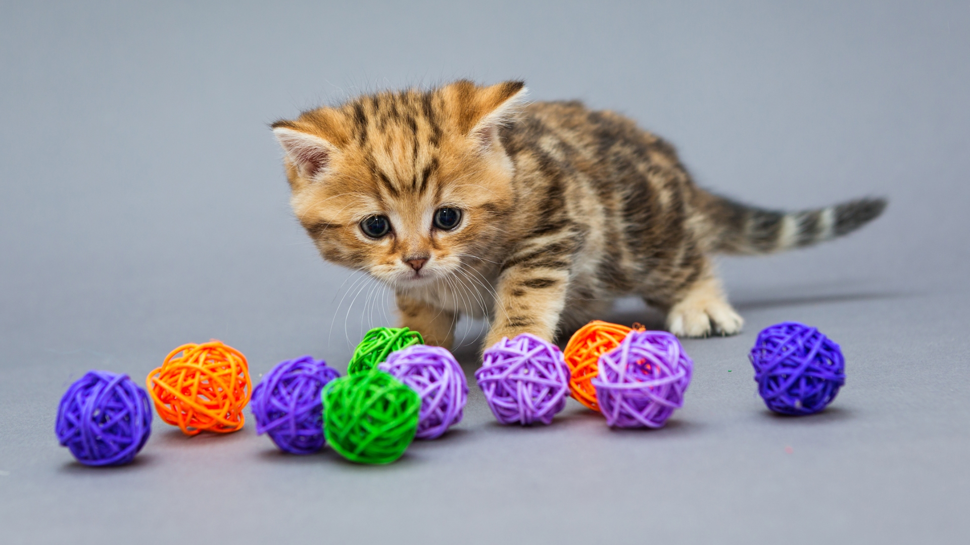 How to Keep Your Pet from Becoming Overweight