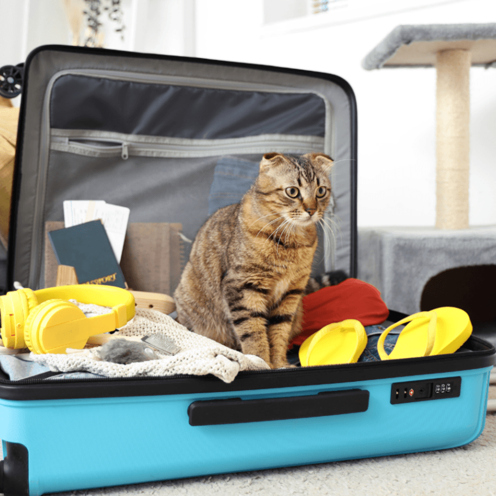 Pet-Friendly Holiday Travel: