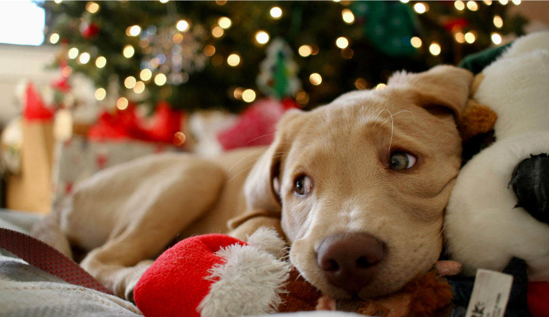 Top 10 Holiday Hazards for Pets (and How to Keep Them Safe)