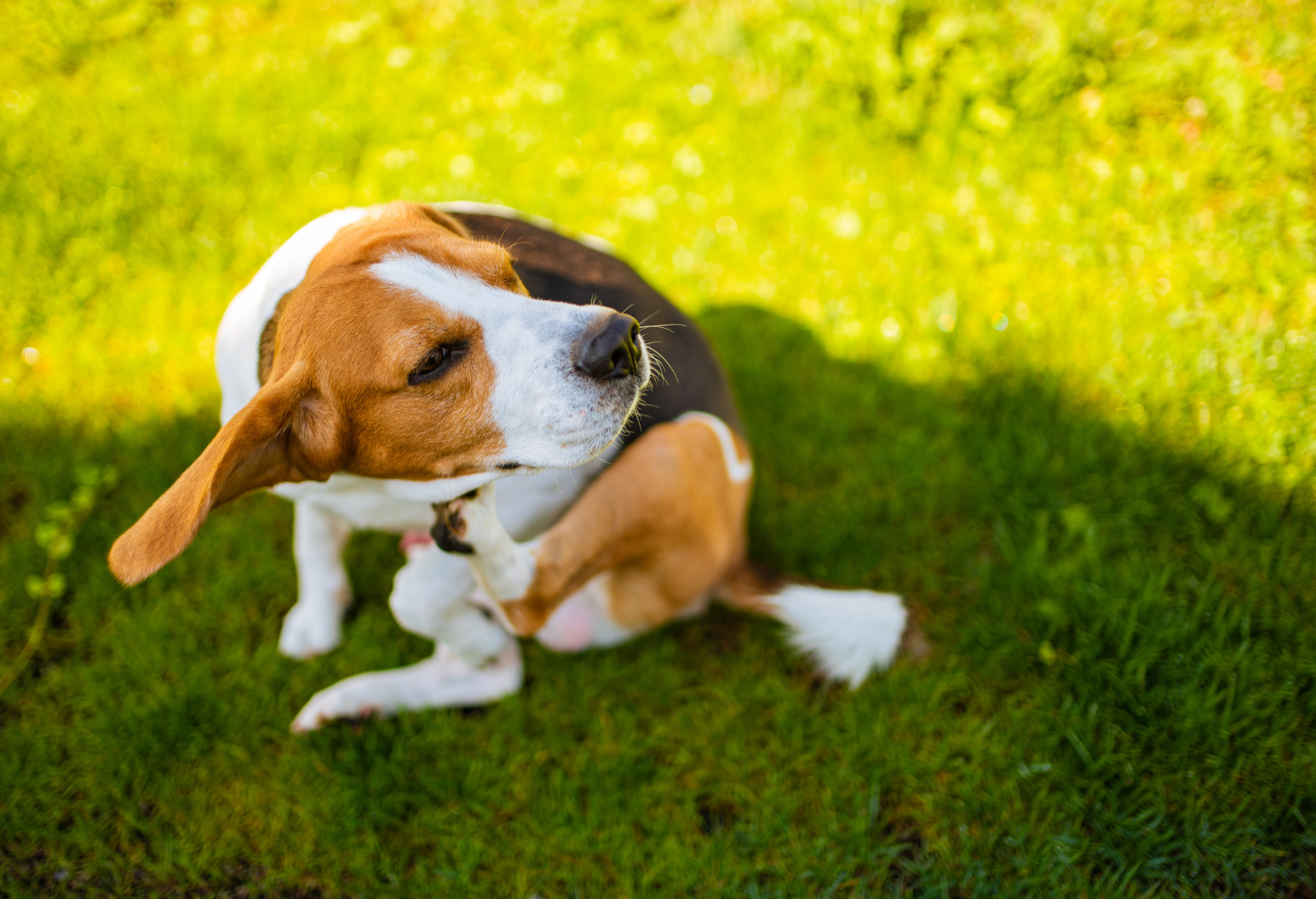 Itching to Know? How to Keep Your Pets Comfy During Allergy Season!