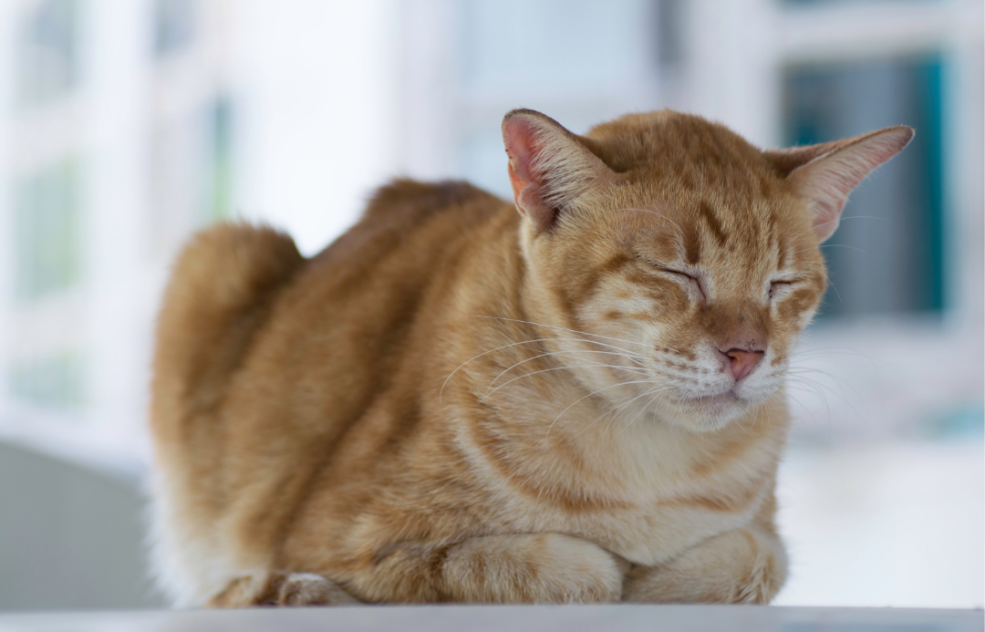 The Subtle Signs of Illness in Pets That Should Never Be Ignored