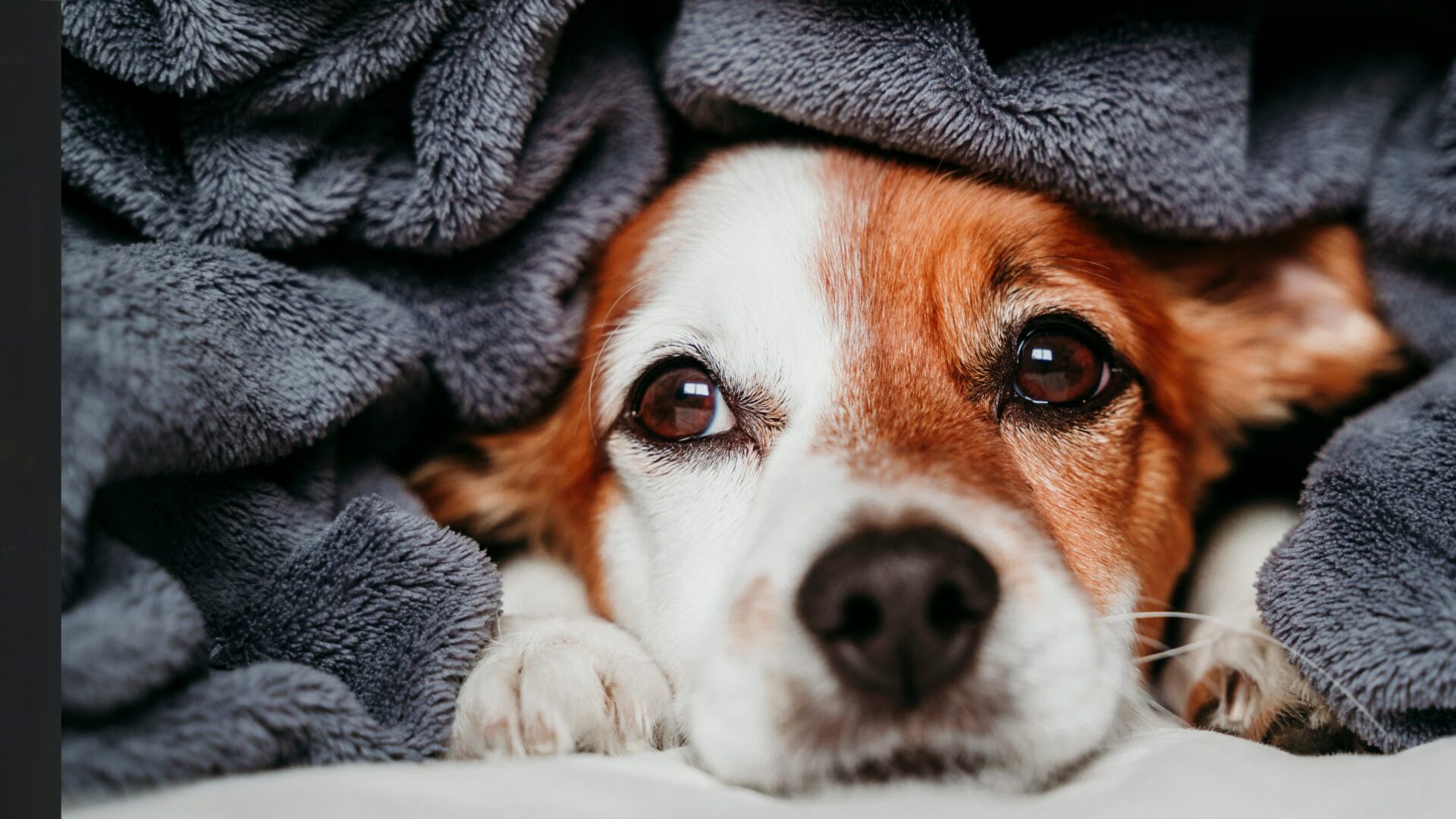 How to Keep Pets Warm in Winter