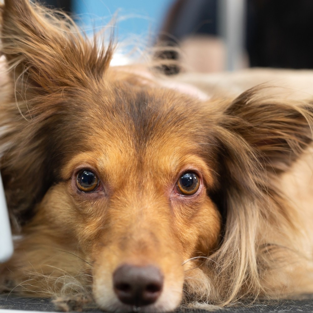 Dog Grooming Basics: Understanding the Needs of Different Coat Types