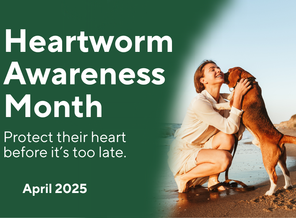 What Every Pet Owner Should Know About Heartworm Disease