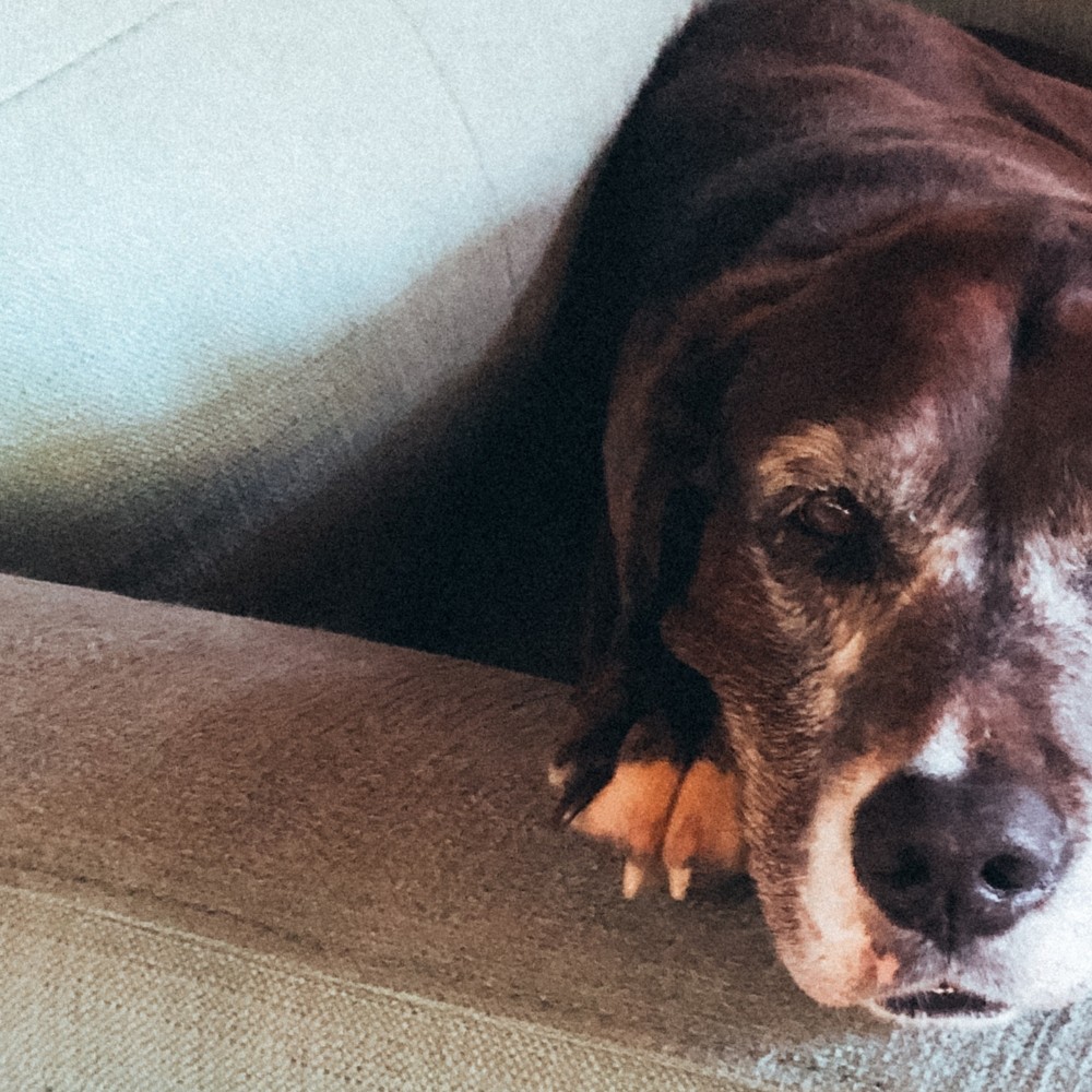 Understanding the 3-3-3 Rule for Bringing Home a Rescue Dog