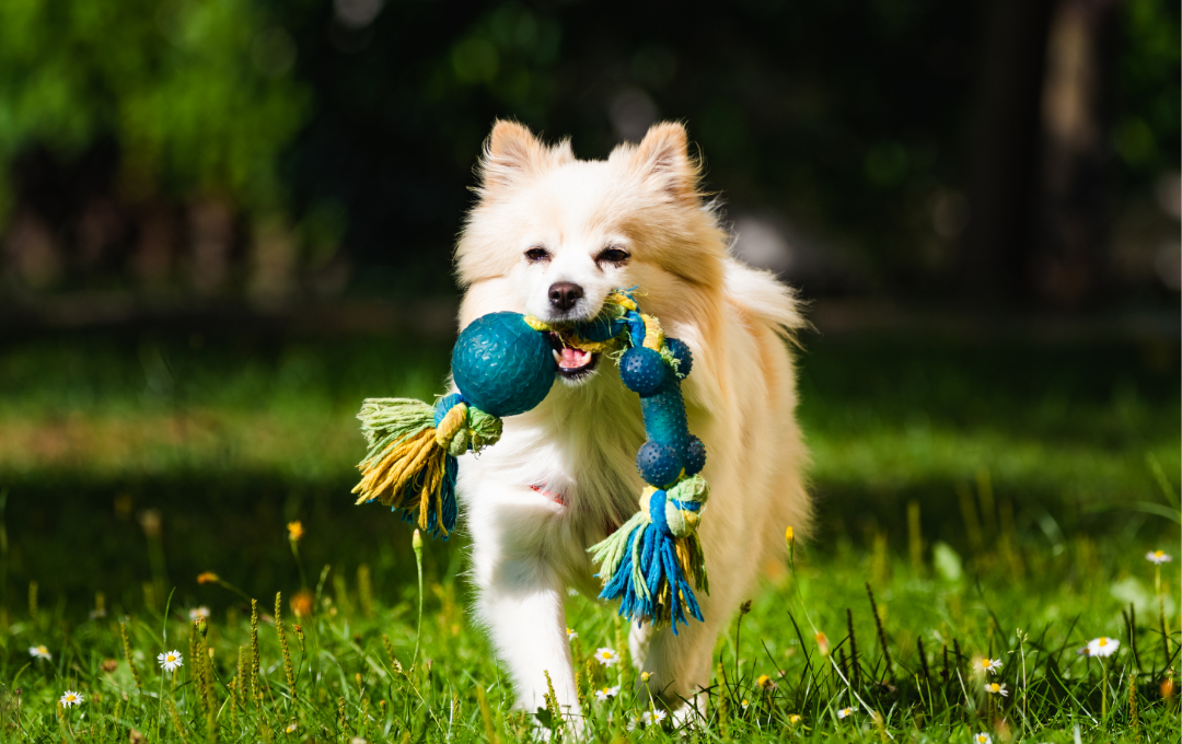 Too Hot to Handle: How Heat Can Put Your Pet at Serious Risk