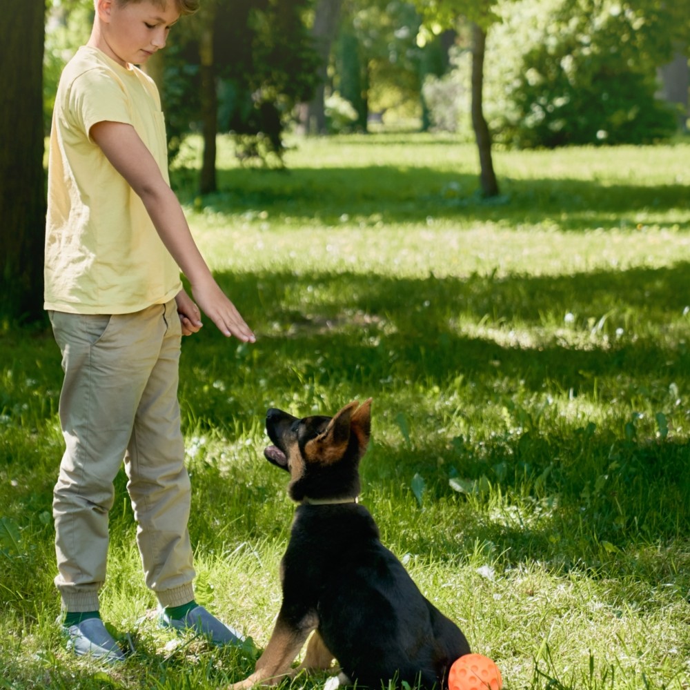 When Should Puppies Begin Behavior Training?