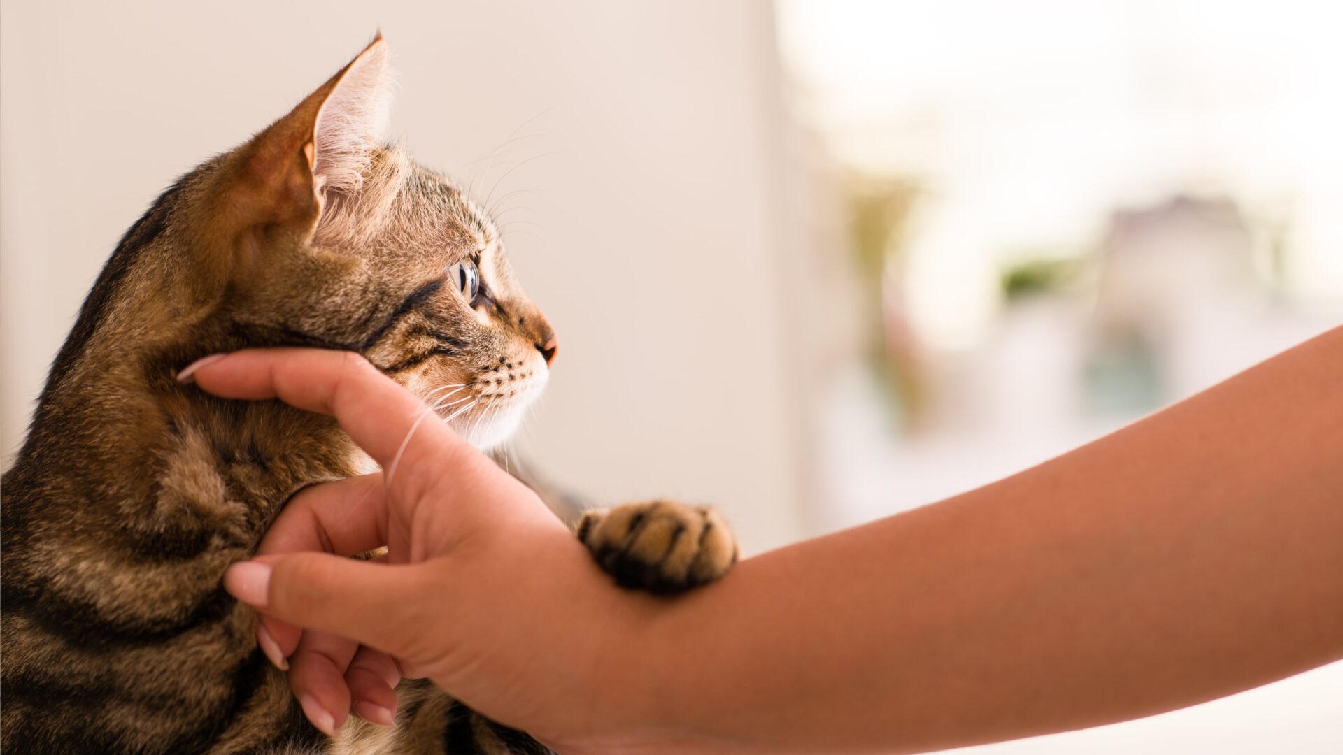 Can Cats Get Diabetes? How to Care for a Diabetic Cat