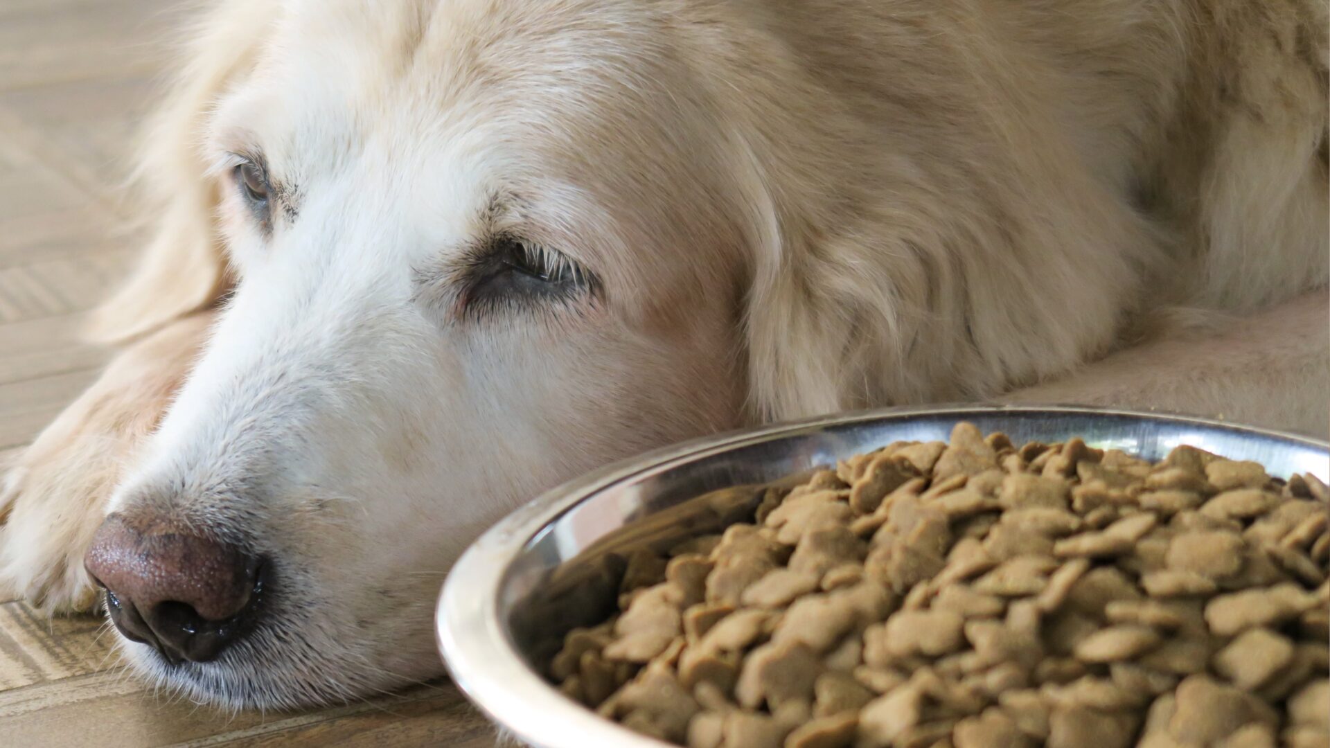 Can Dogs Get Diabetes? Exploring the World of Canine Diabetes