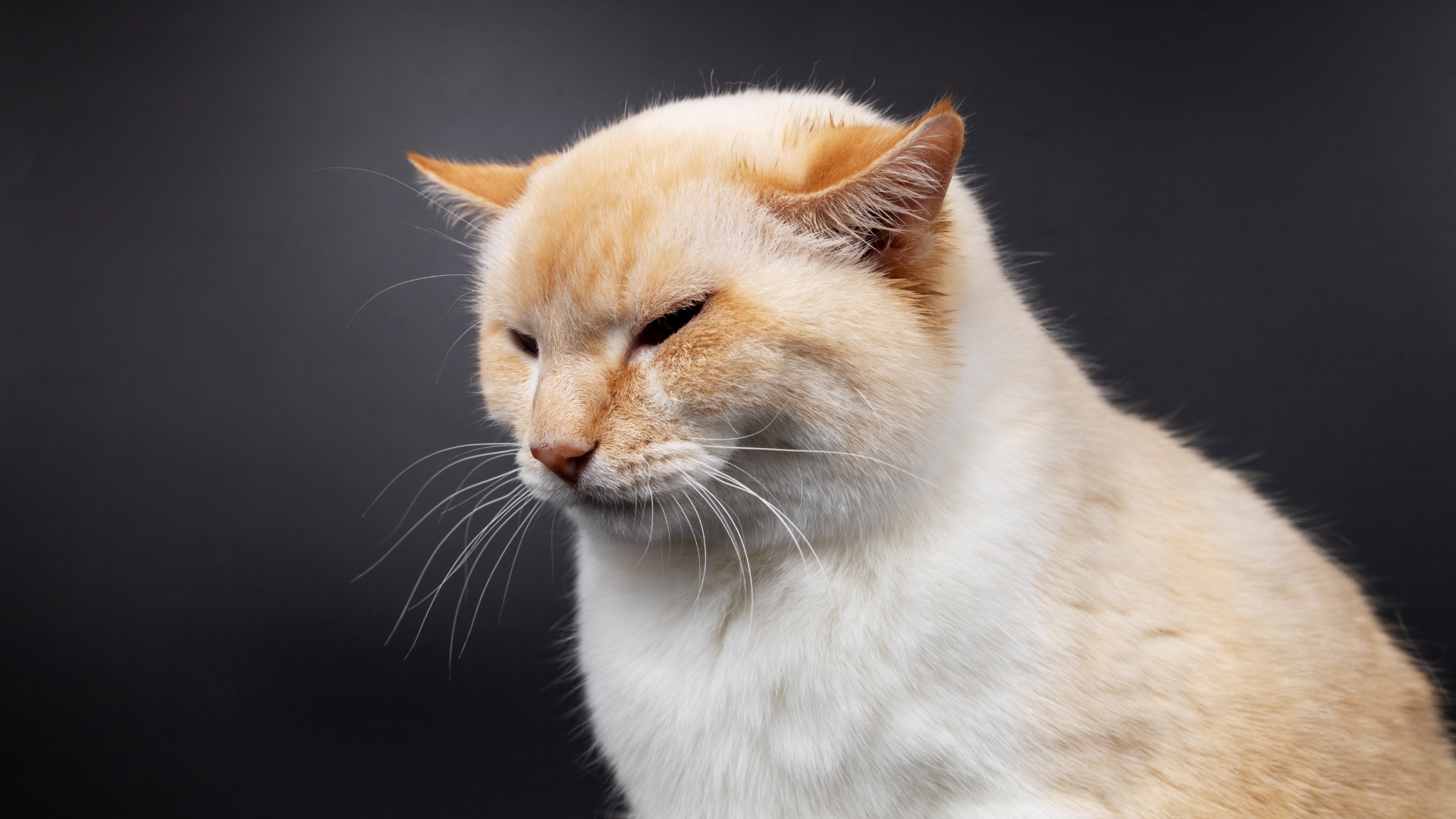 5 Signs of Allergies in Cats
