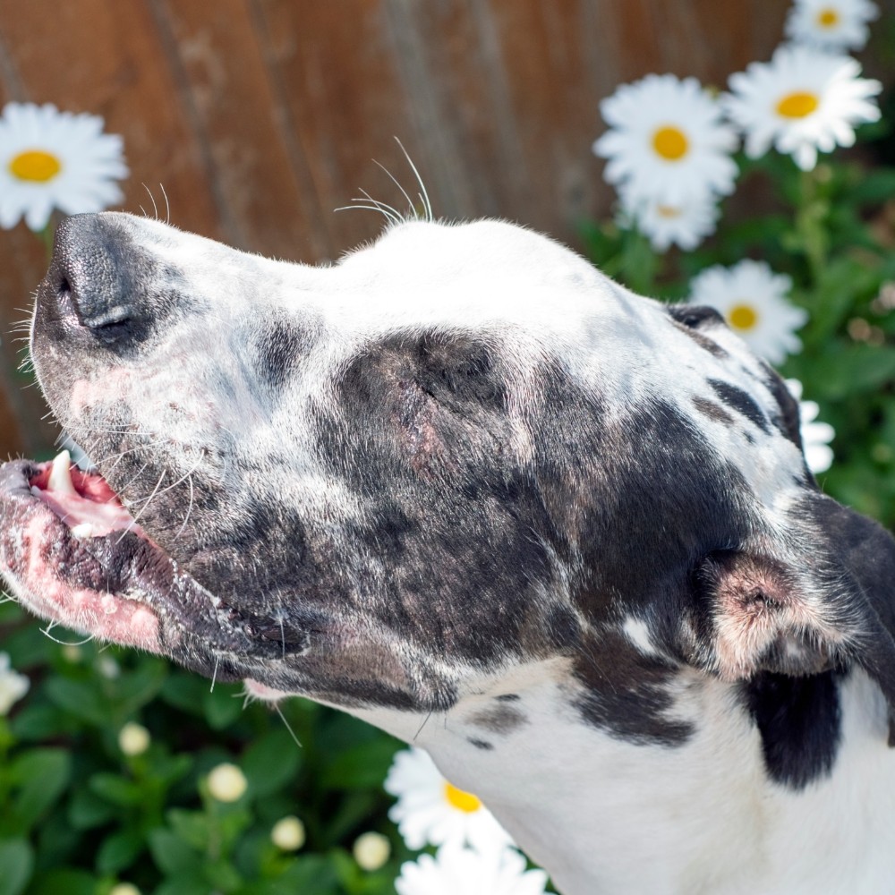 4 Common Causes of Allergies in Dogs