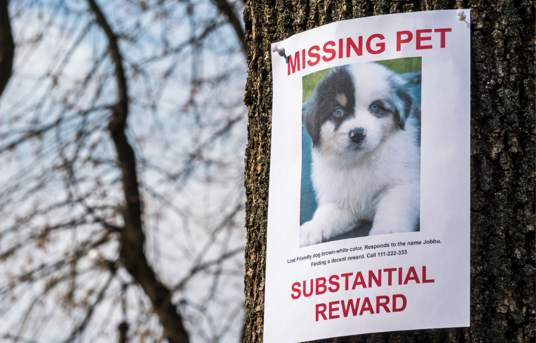 If Your Pet Went Missing Today, Would They Make It Home? Why Preparedness Matters