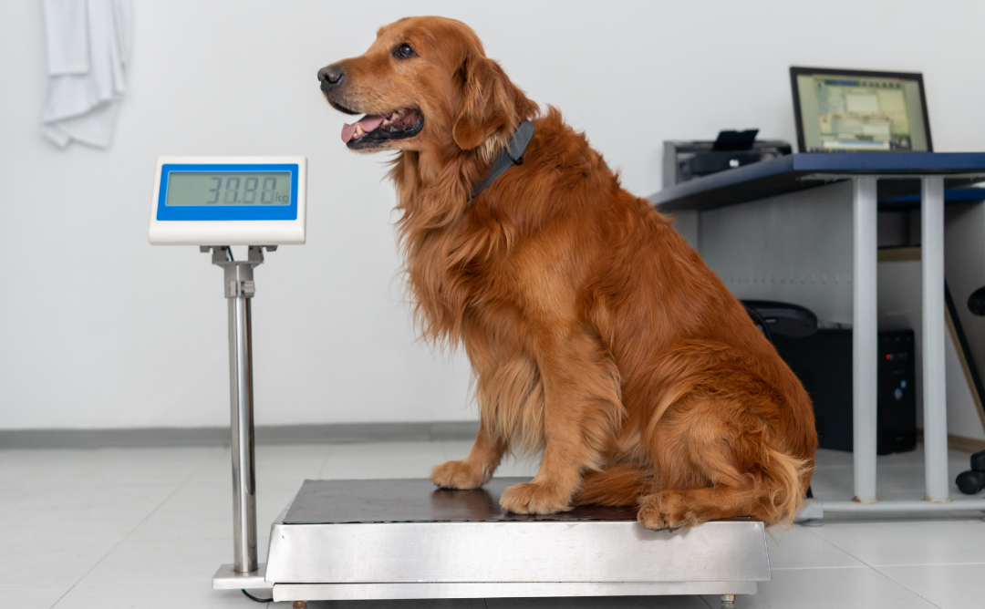 The Hidden Health Risks of Pet Obesity (and How to Help Your Pet Slim Down)